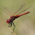 Frühe Heidelibelle (Sympetrum fonscolombii)